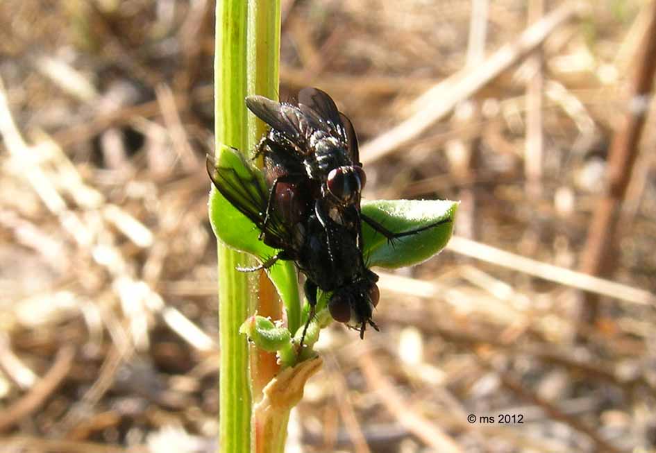 ID Rhiniphoridae: Melanophora roralis e Stevenia sp.